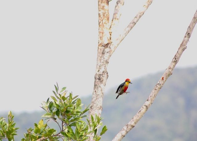 pica-pau em voo 18out14