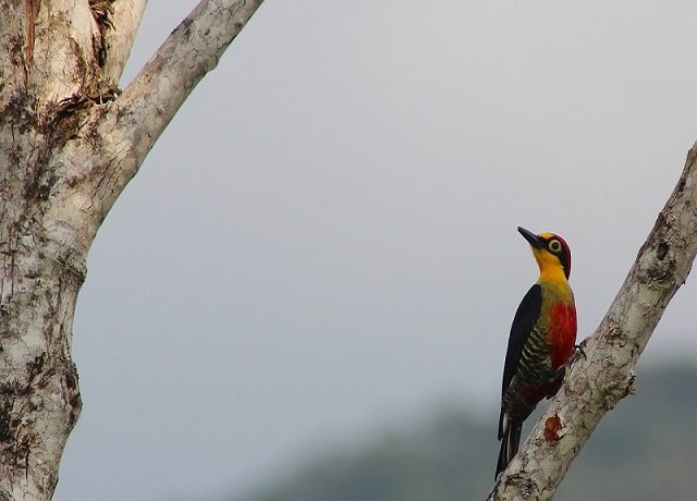 pica-pau no galho 18out14