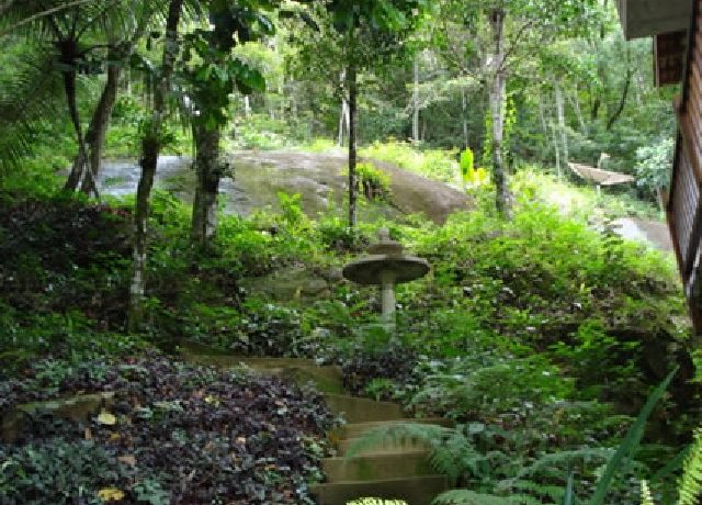 vista mata nos fundos